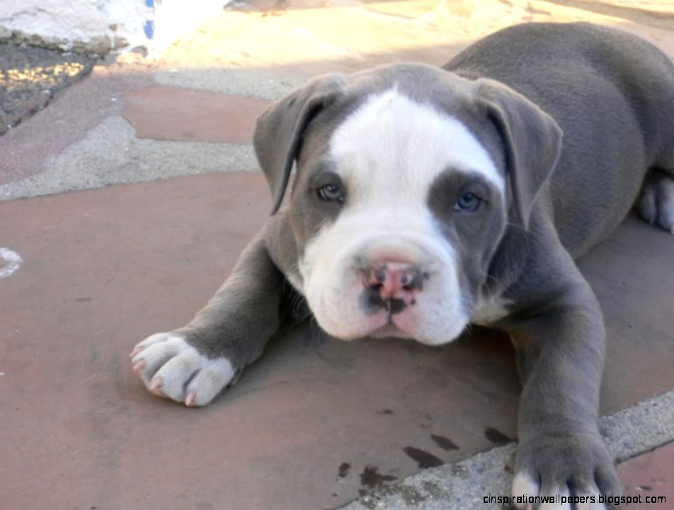Pitbull Puppy Pitbull Puppy