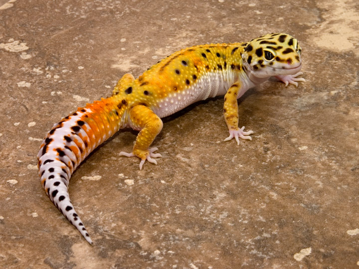 Resultado de imagen de gecko leopardo