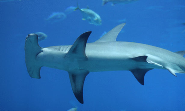 أغرب عشر سمكات قرش في العالم Hammerheads+sharks