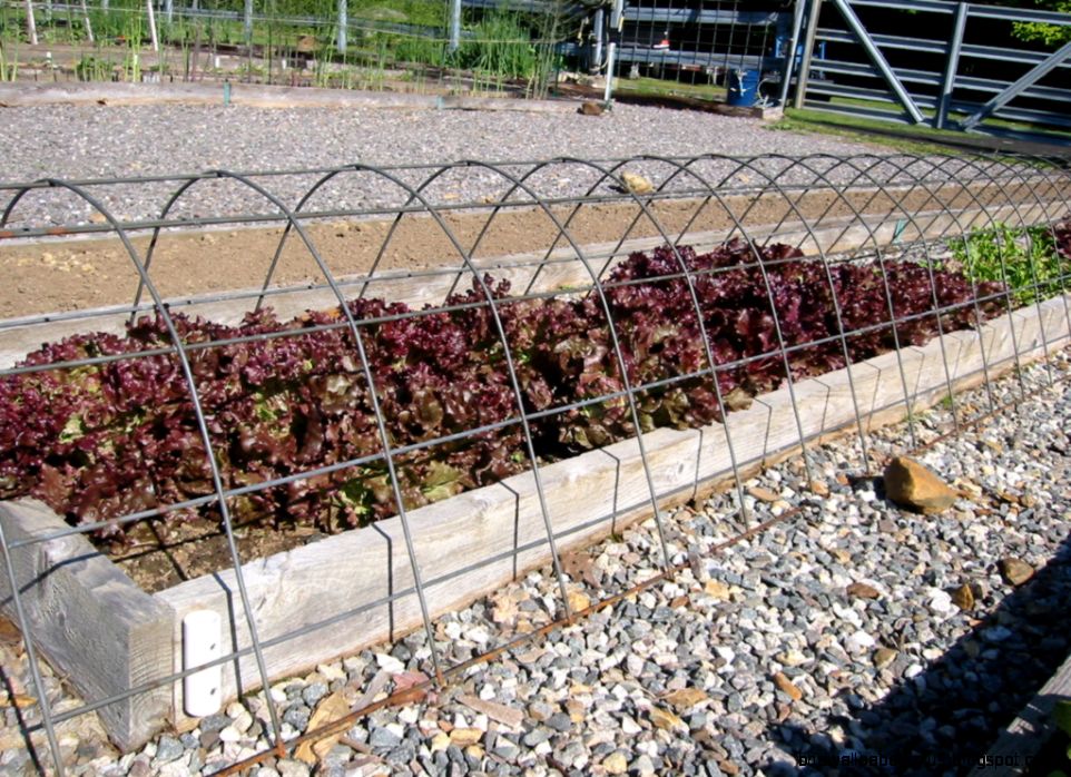 Cattle Panel Fence Cattle Panel Fence