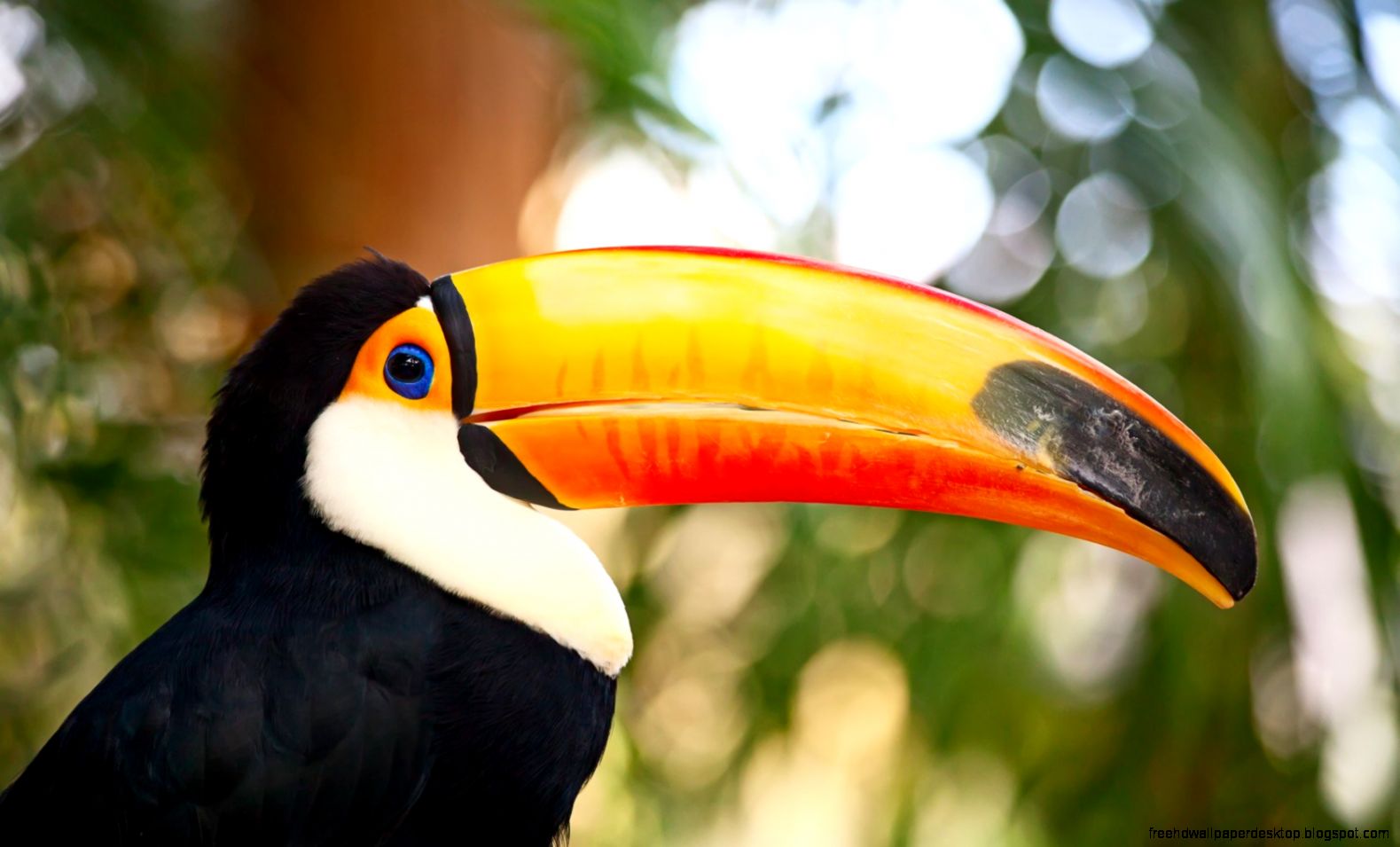 Colorful Toucan Colorful Toucan