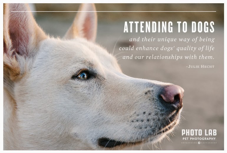 Do you believe in dog? Attachment measuring our (varying