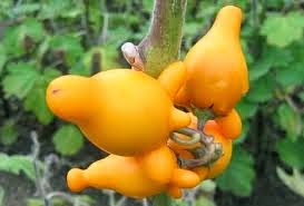 300+ Gambar Buah Buahan Yang Unik HD 300+ Gambar Buah Buahan Yang Unik HD
