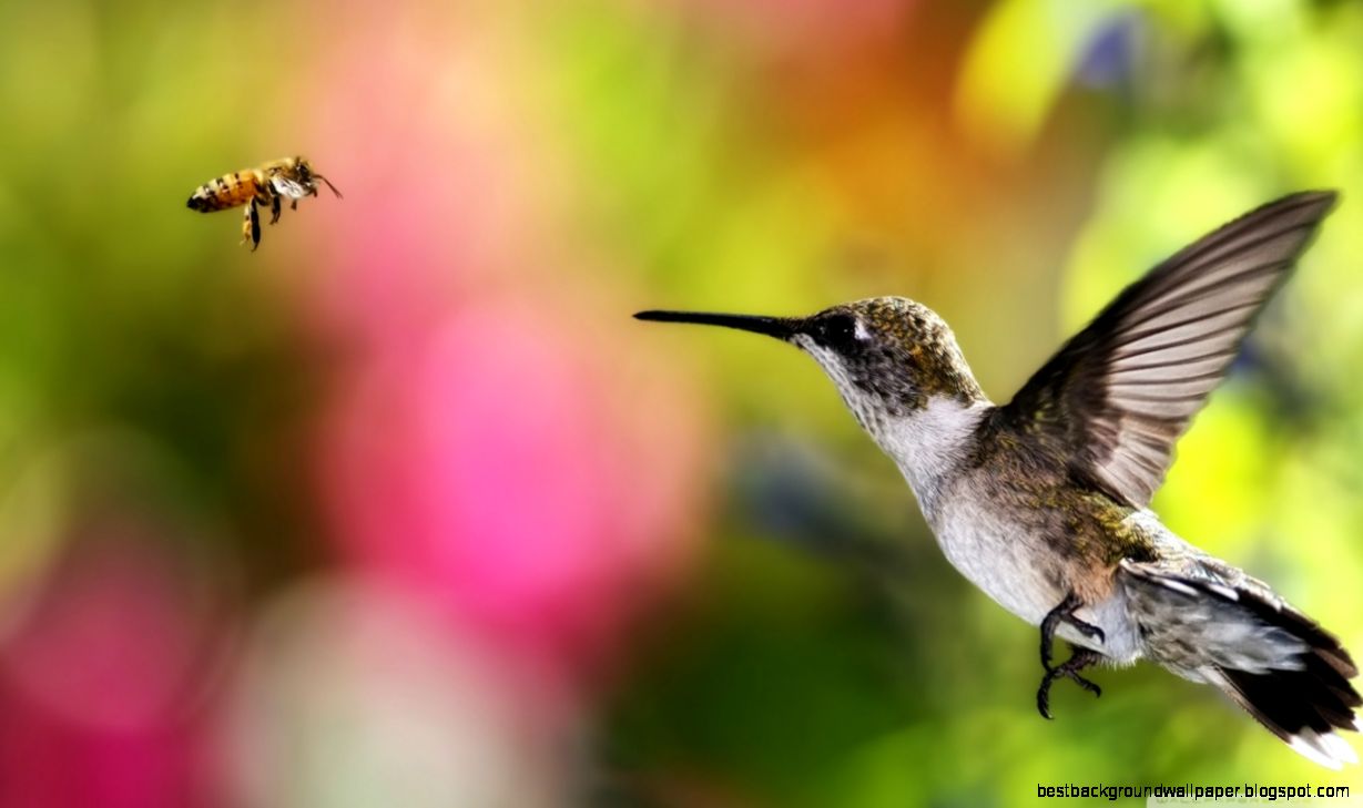 Hummingbird And Bee Chile