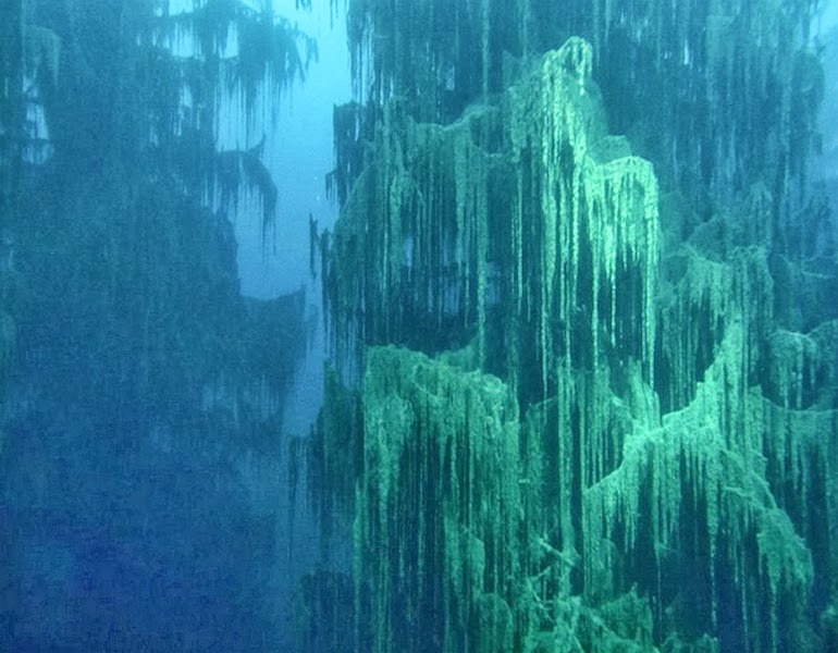 The underwater forest of Lake Kaindy - 15 Things You Won't Believe Actually Exist In Nature