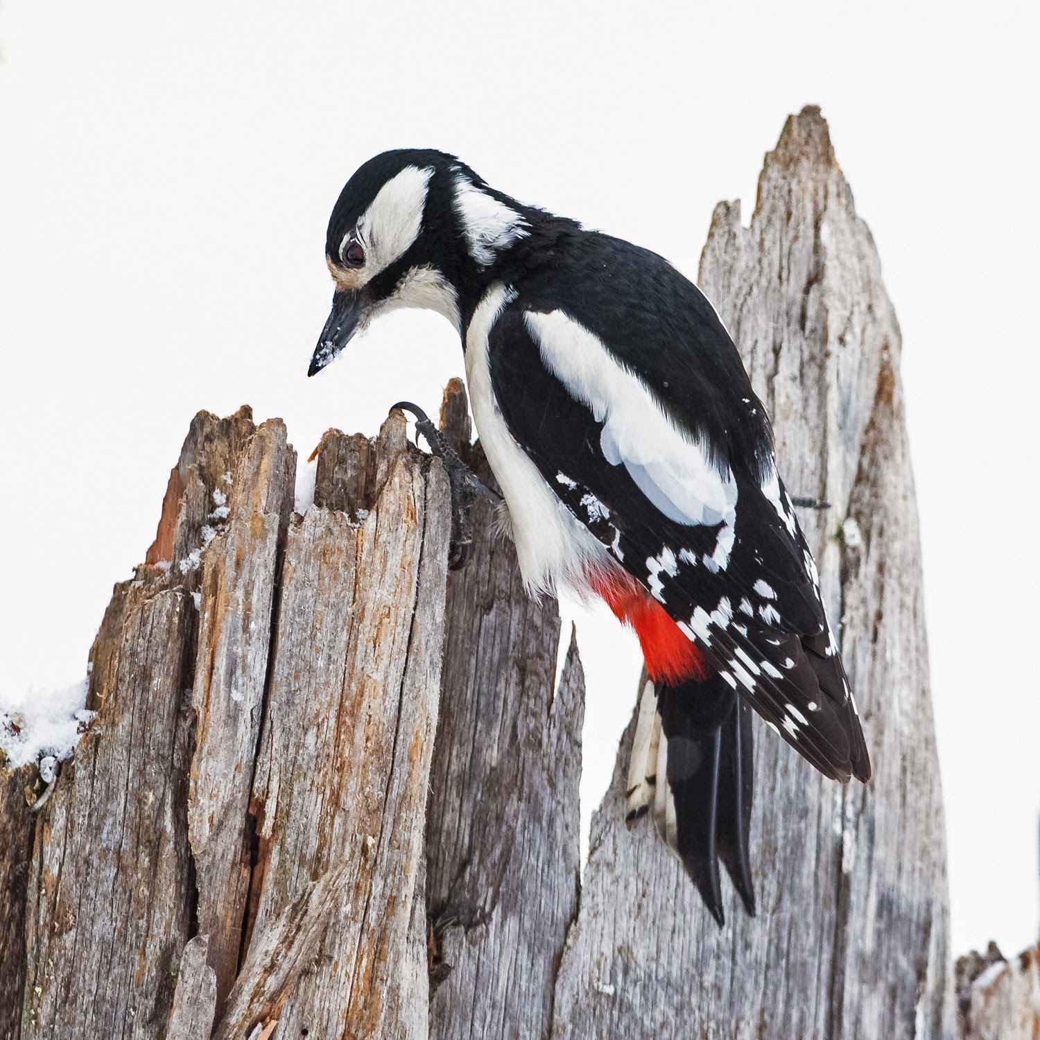 PETER'S PORTFOLIO..............Bird & Wildlife Photography: Great