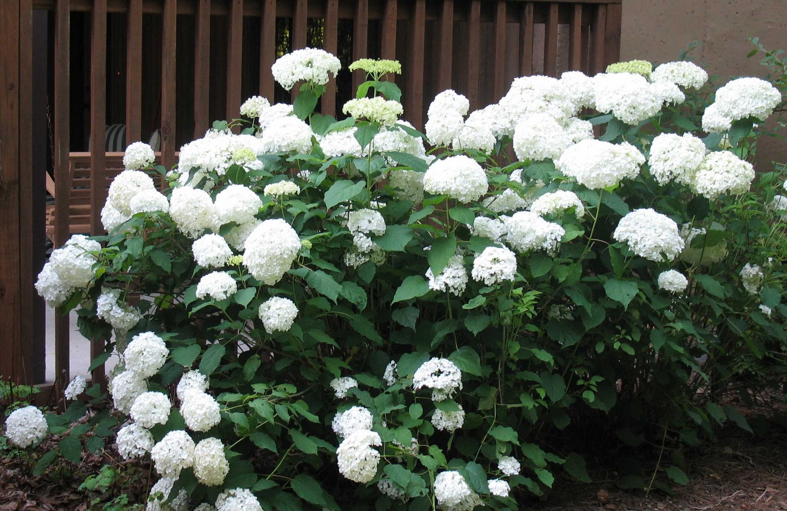 The Year Without Hydrangeas The Next Stage Women And Retirement