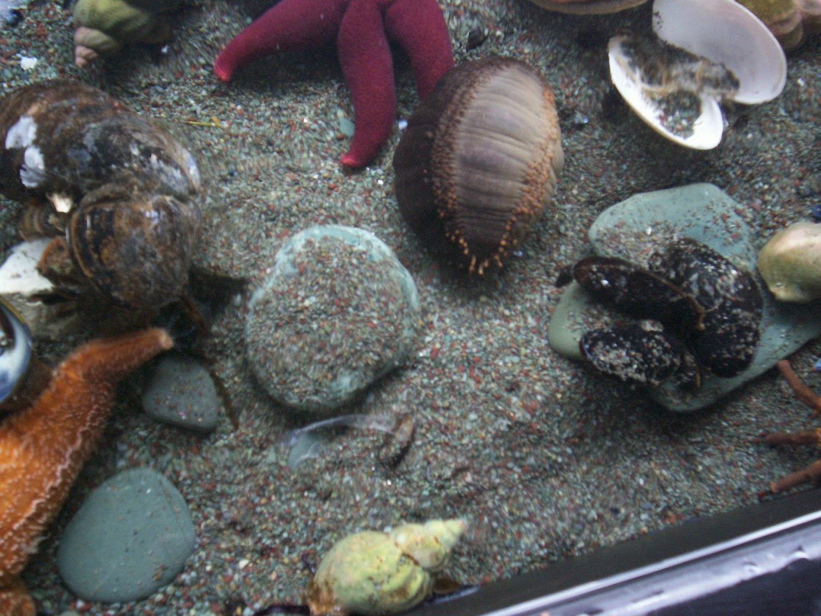 Snailia: The Squishy Sea Cucumber!