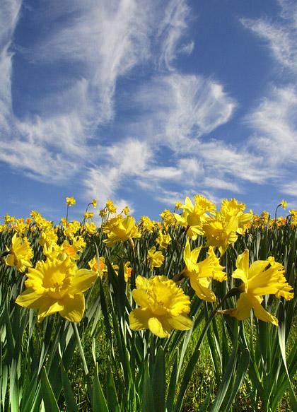 daffodils poem by william wordsworth. william wordsworth daffodils
