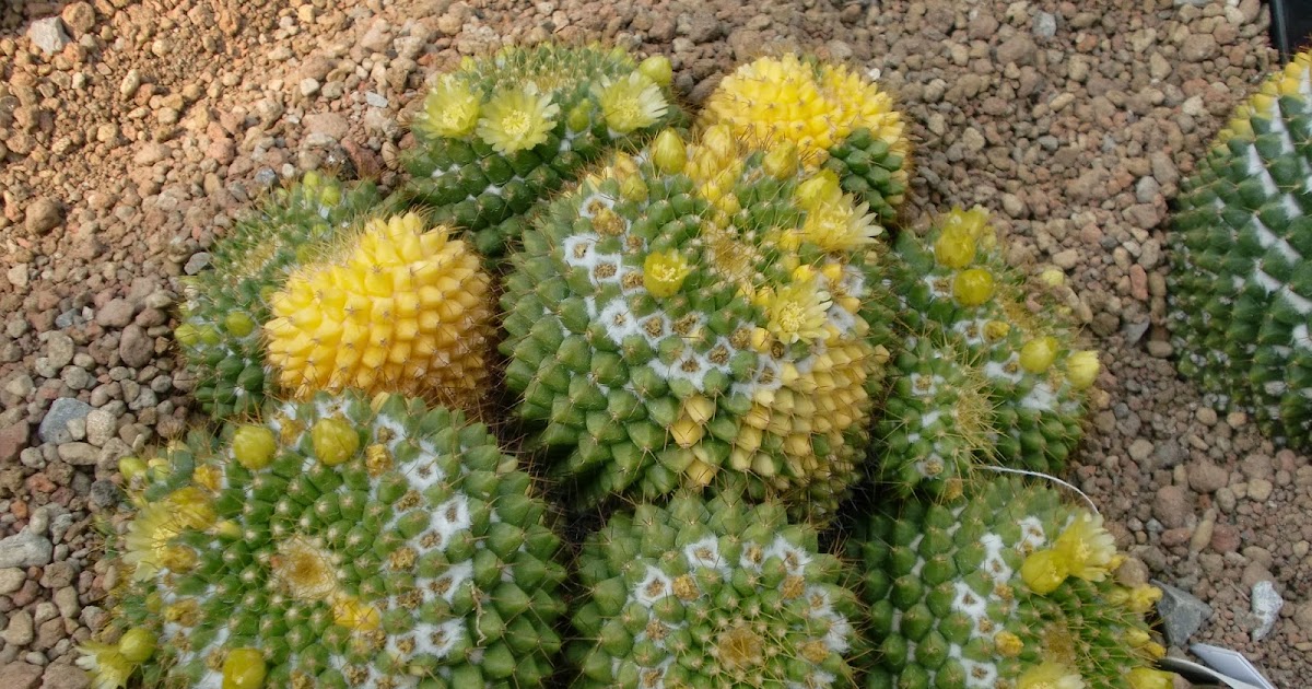 サボテン マミラリア マルクシアナ Mammillaria Marksiana ６０歳で無職の優雅な日々