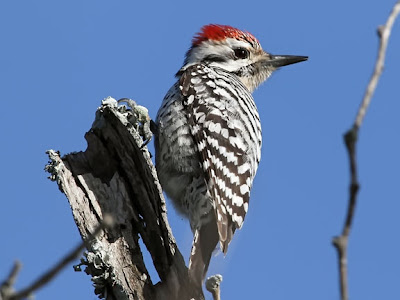 ladder-back woodpecker