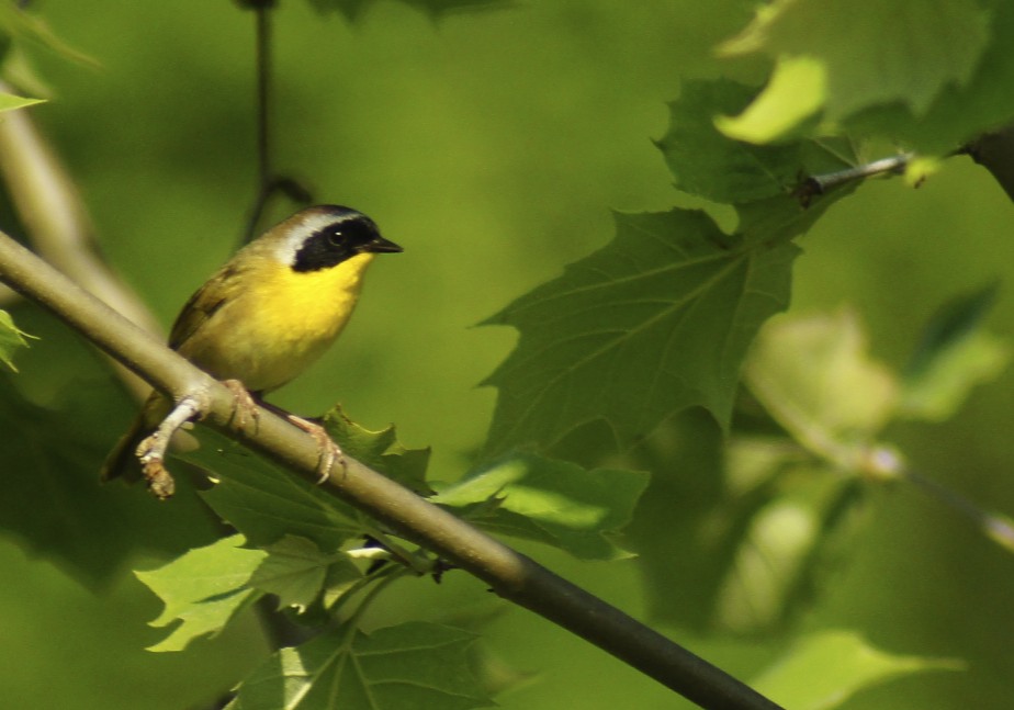 Butler's Birds Yellow Birds of Pennsylvania