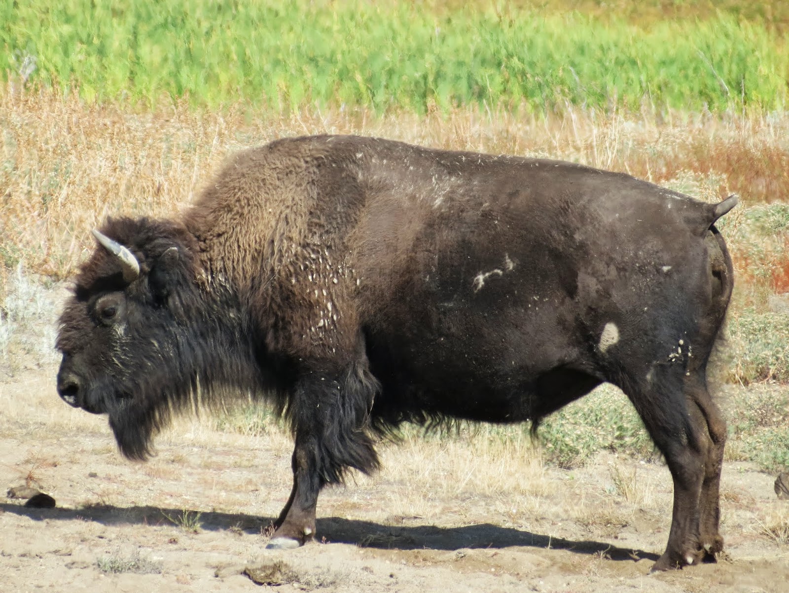 Arbitrary Graves Like The Horn Of A Wild Ox