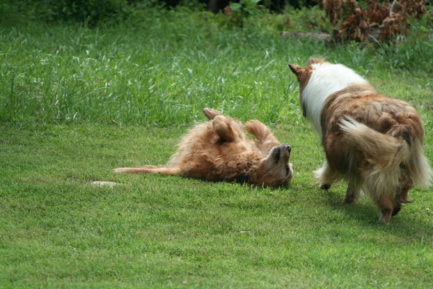 As Lilies: A Garden Update