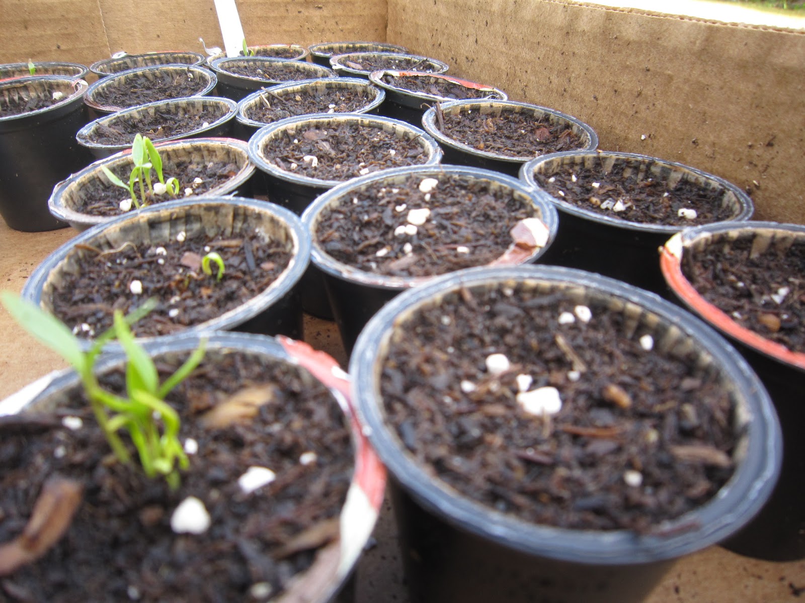 The Helpful Home Reuse and Recycle Coffee KCup PodsGrow Herbs Easily!