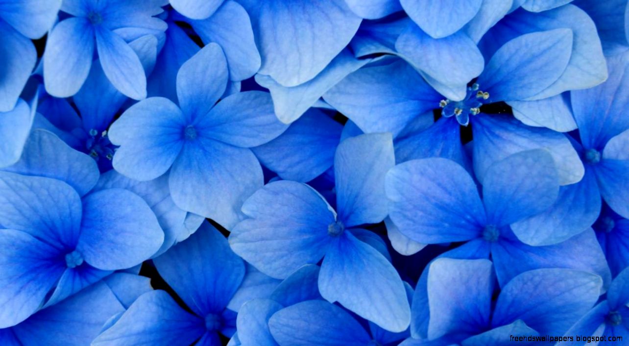 Beautiful Blue Flower Background Beautiful Blue Flower Background