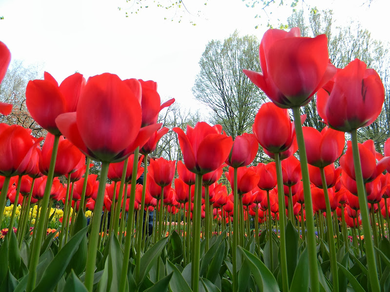 Gambar Taman Bunga Tulip Merah title=