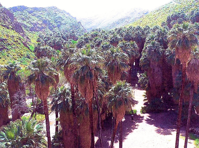 Native Palm Grove