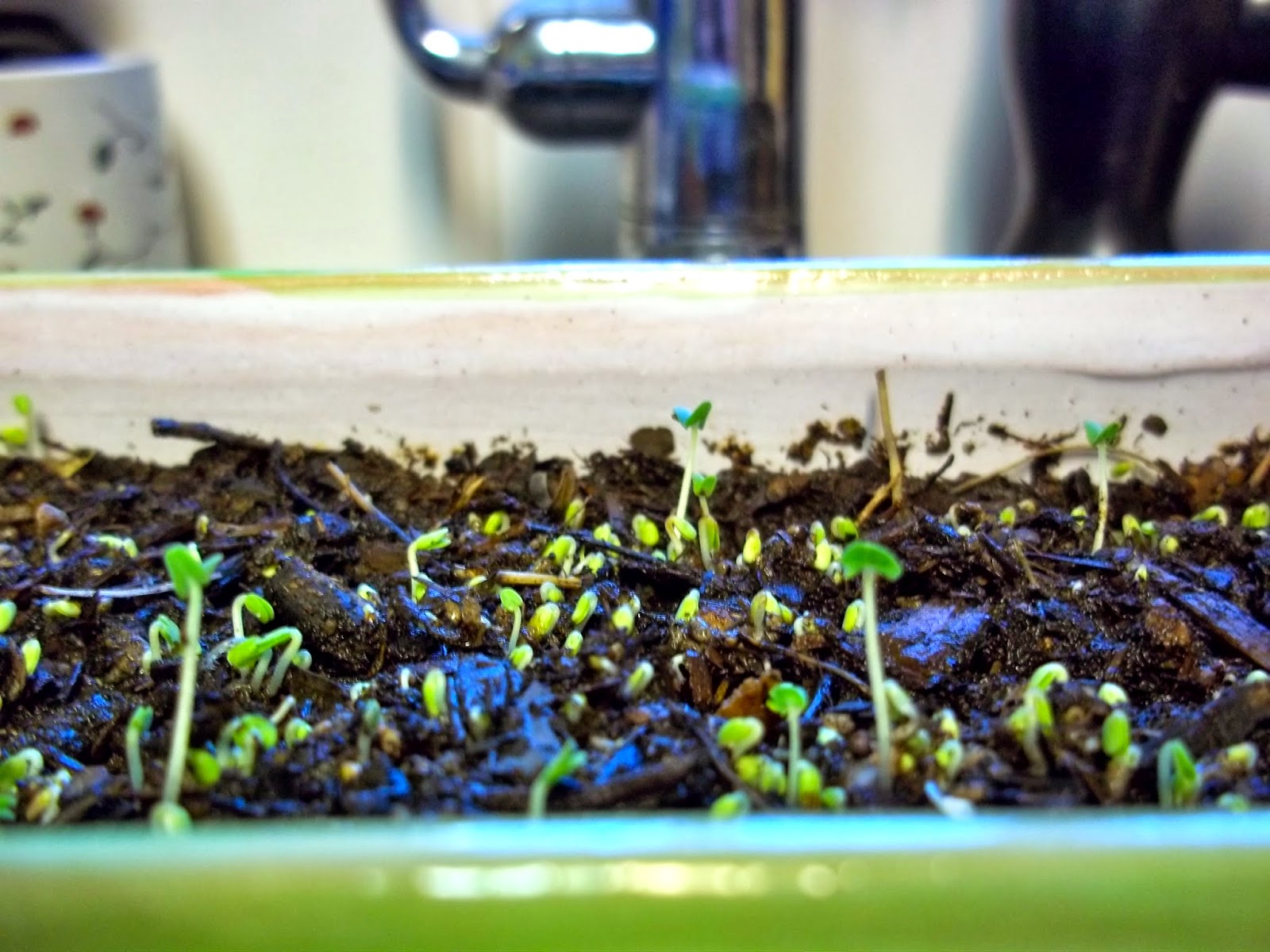 How to Sprout Chia Scratch 'N' Stef