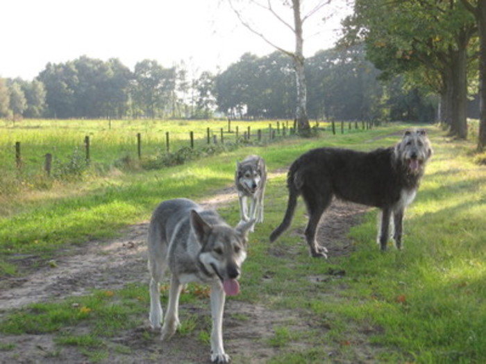 Saarlooswolfhond