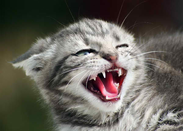 angry+cat.jpg