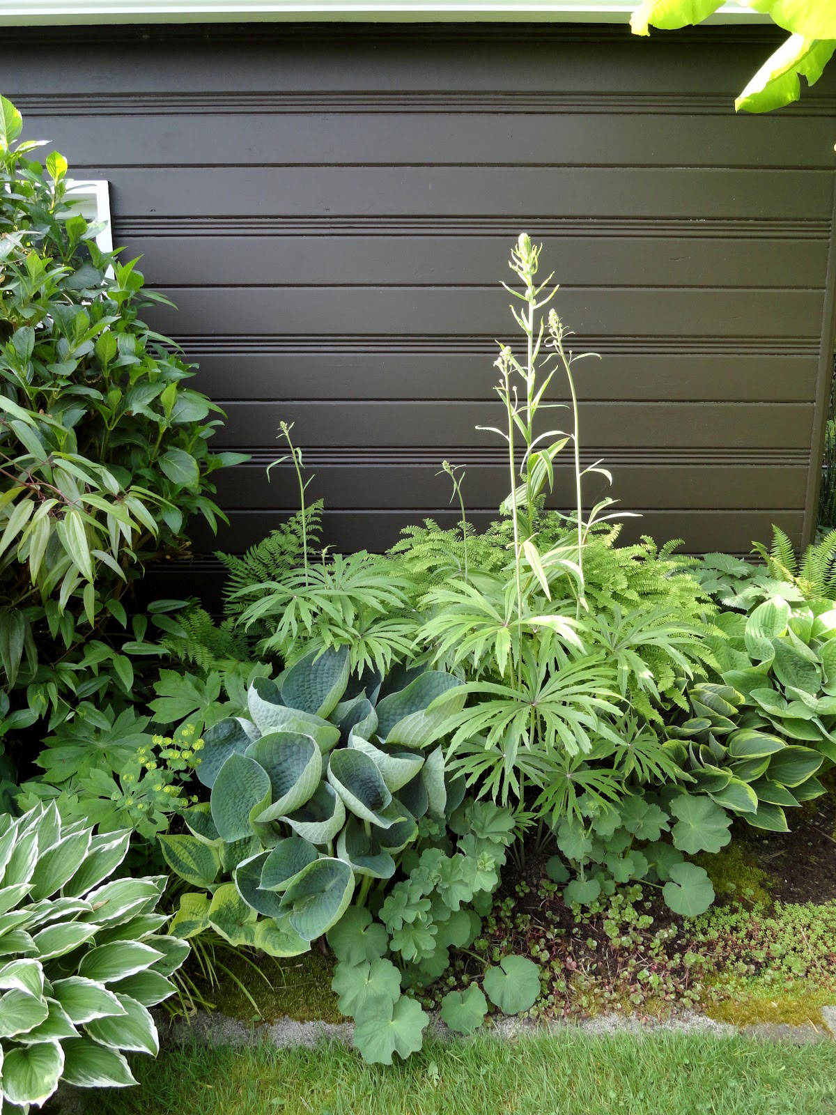 Mountainmama Help With The Hydrangea Bed