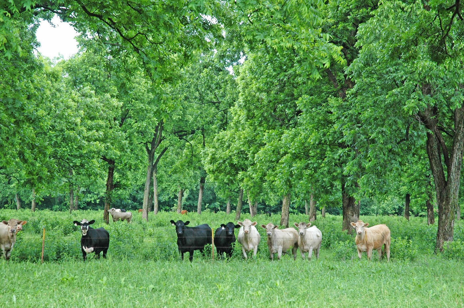 Northern Pecans Impacts of grazing cattle in a pecan grove