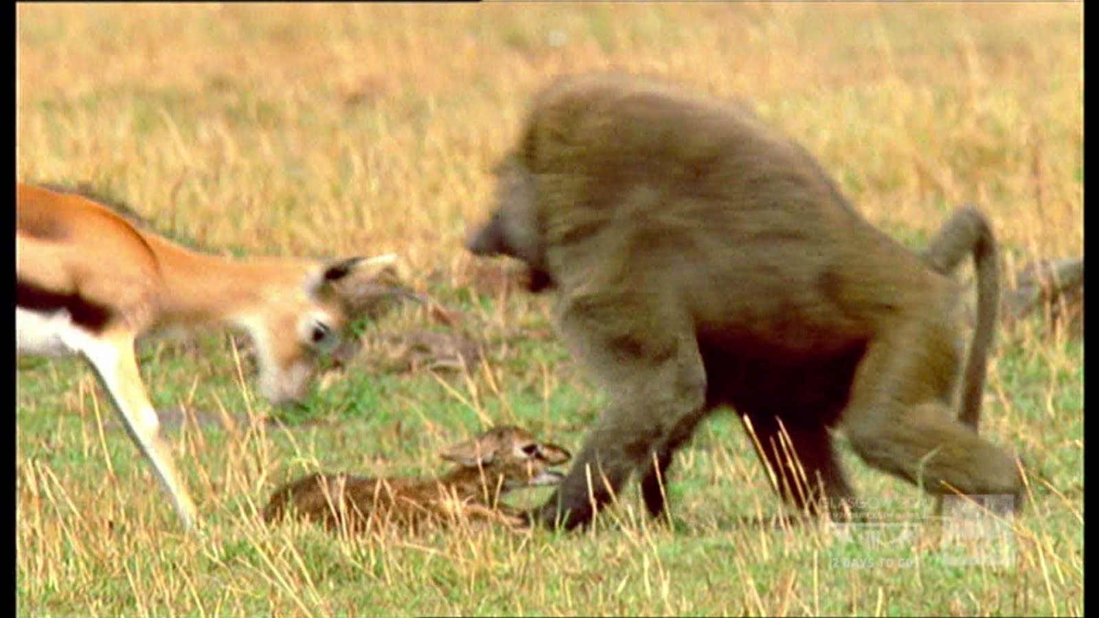 But Mother Gazelle Successfully Caught And  Drove The Baboon Away