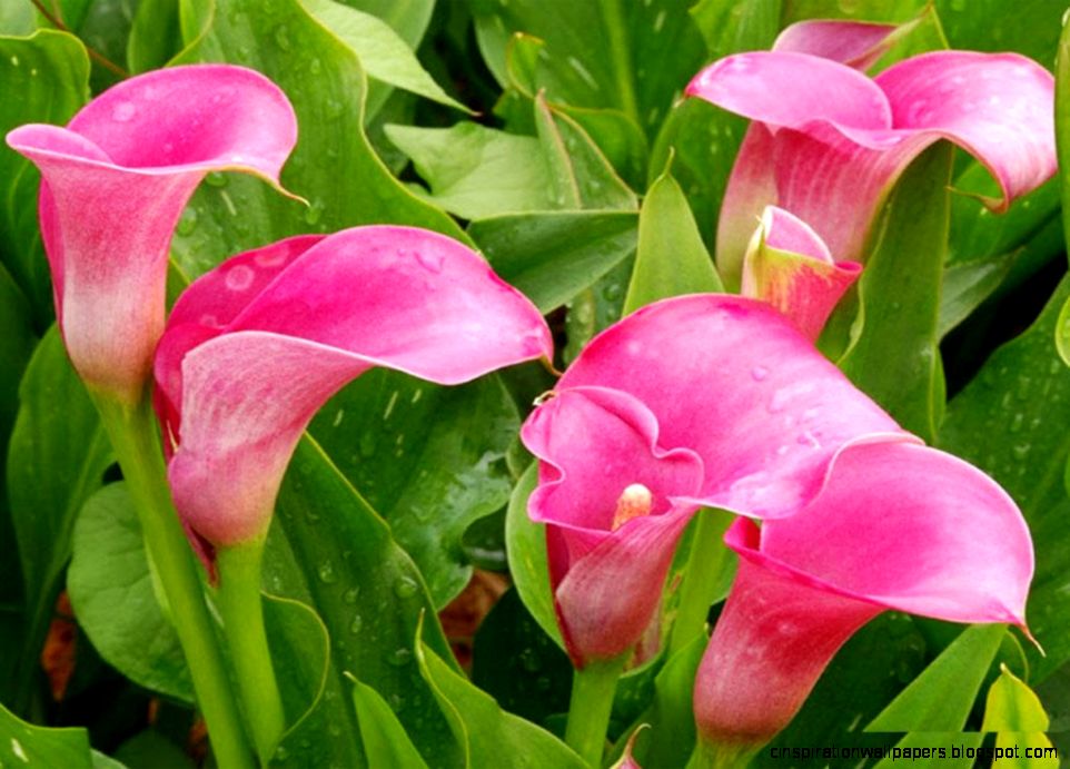 Calla Lily Flowers Calla Lily Flowers