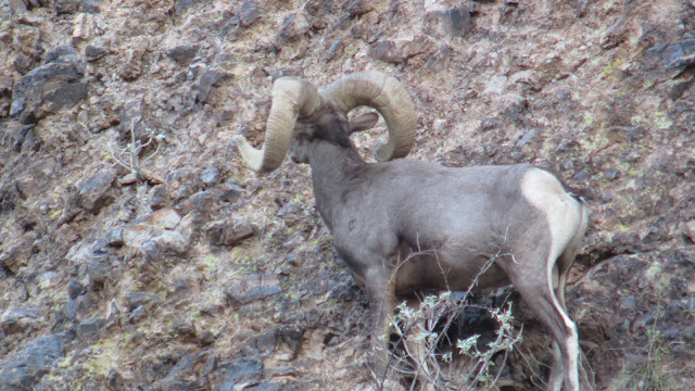 Colburn+and+Scott+Outfitters+Desert+Bighorn+Sheep+Photos+in+Unit+22.JPG