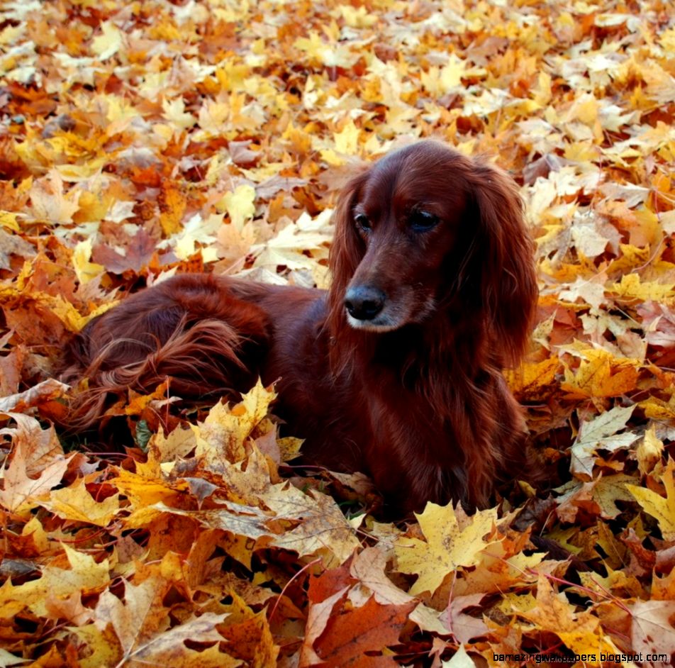 Download Beautiful Dog Lying In The Autumn Leaves Wallpaper For iPad Download Beautiful Dog Lying In The Autumn Leaves Wallpaper For iPad