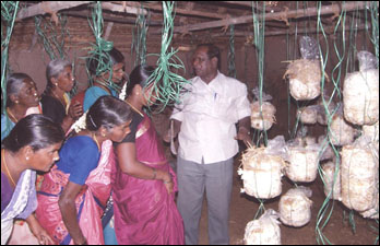 Mushroom+Farming+in+India.jpg