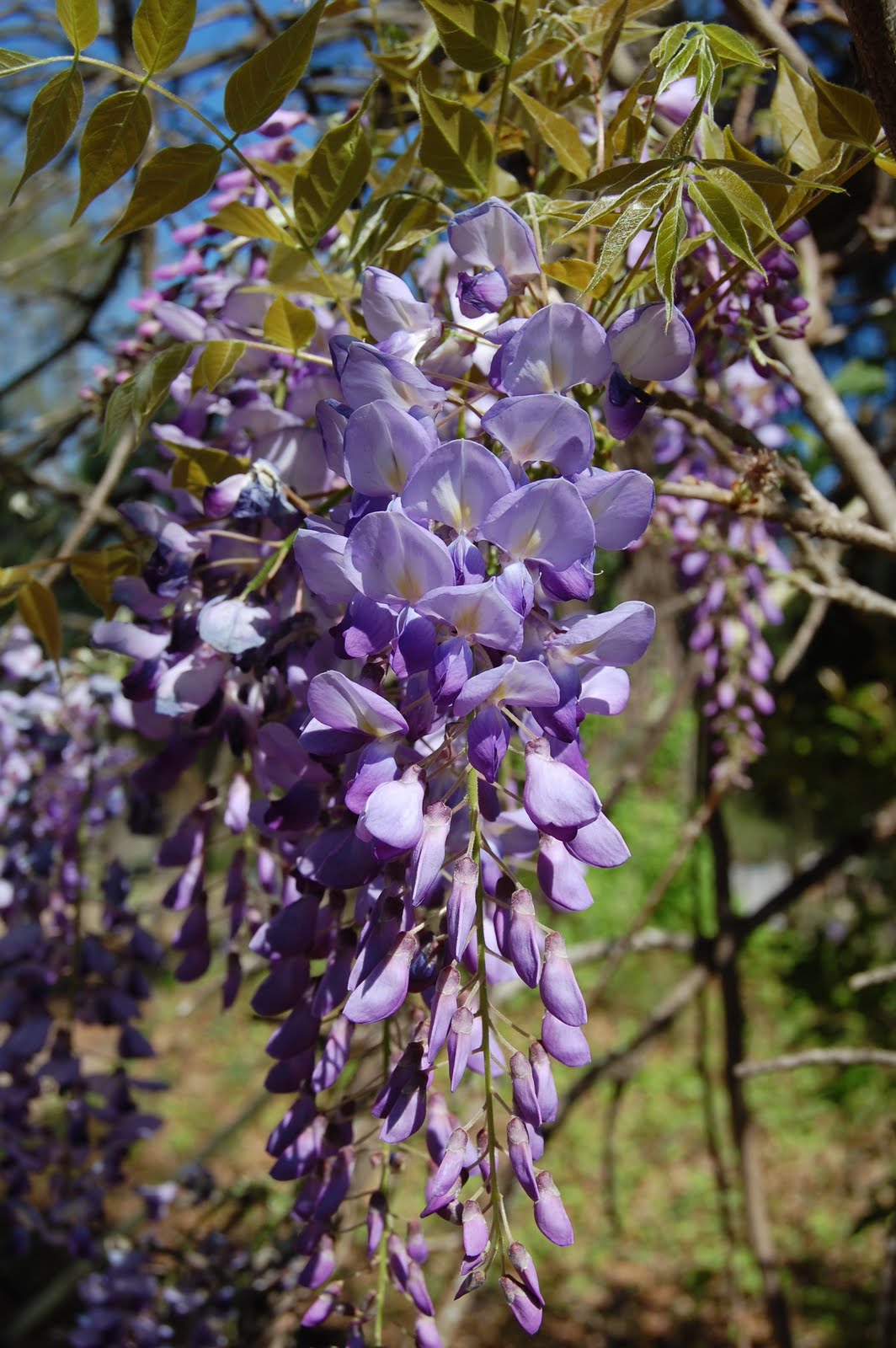 Brenda's "Texas Wild" Garden Wild Wisteria Vine