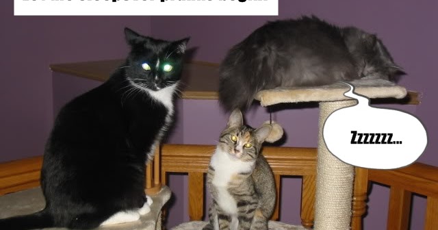 Cats are Funny: Sleepover Pranks - Catladyland