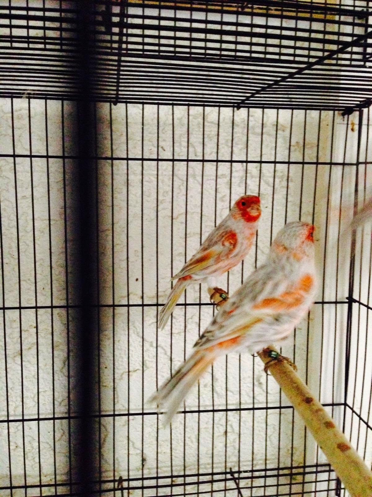 Canaries For Sale In Los Angelesfunscooterz Powersports - 32f8b9p