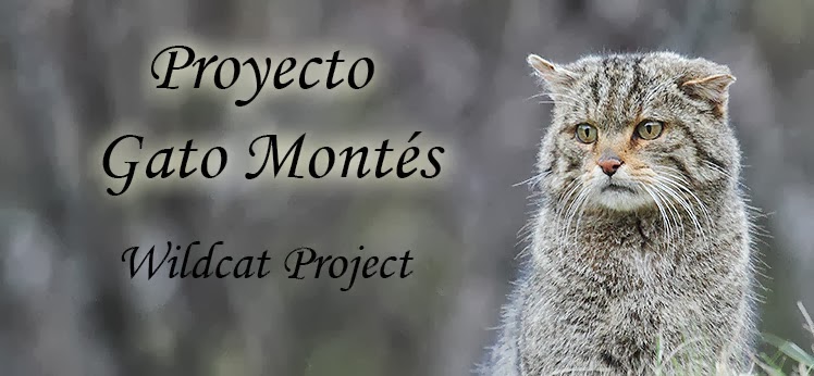 Proyecto Gato Montés
