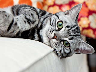 American Shorthair Cat Pictures