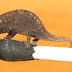 Tiny lizards found in Madagascar