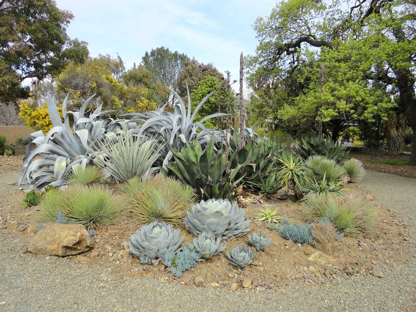 Danger Garden The Ruth Bancroft Garden Part 1 Plants For Sale