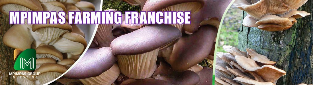 ΜΠΙΜΠΑΣ FARMING FRANCHISE