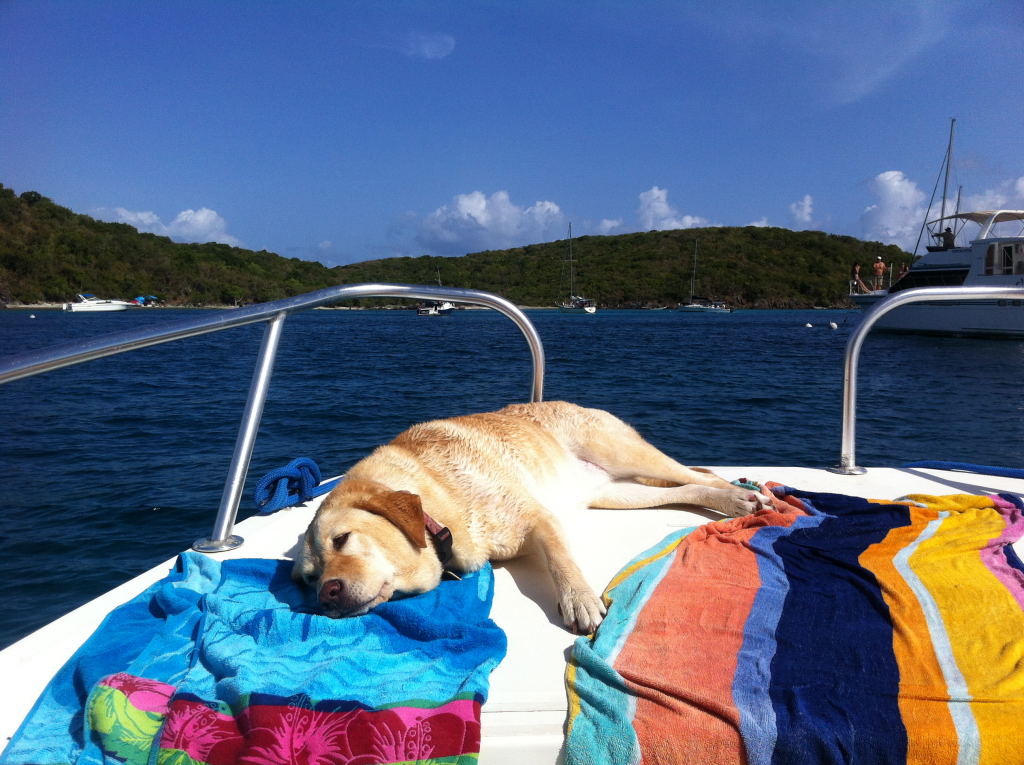 Life In the Virgin Islands Life on the Rock! Boating With Dogs in