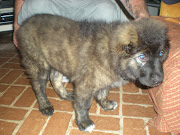 My Caucasian Ovcharka (buka sideview )