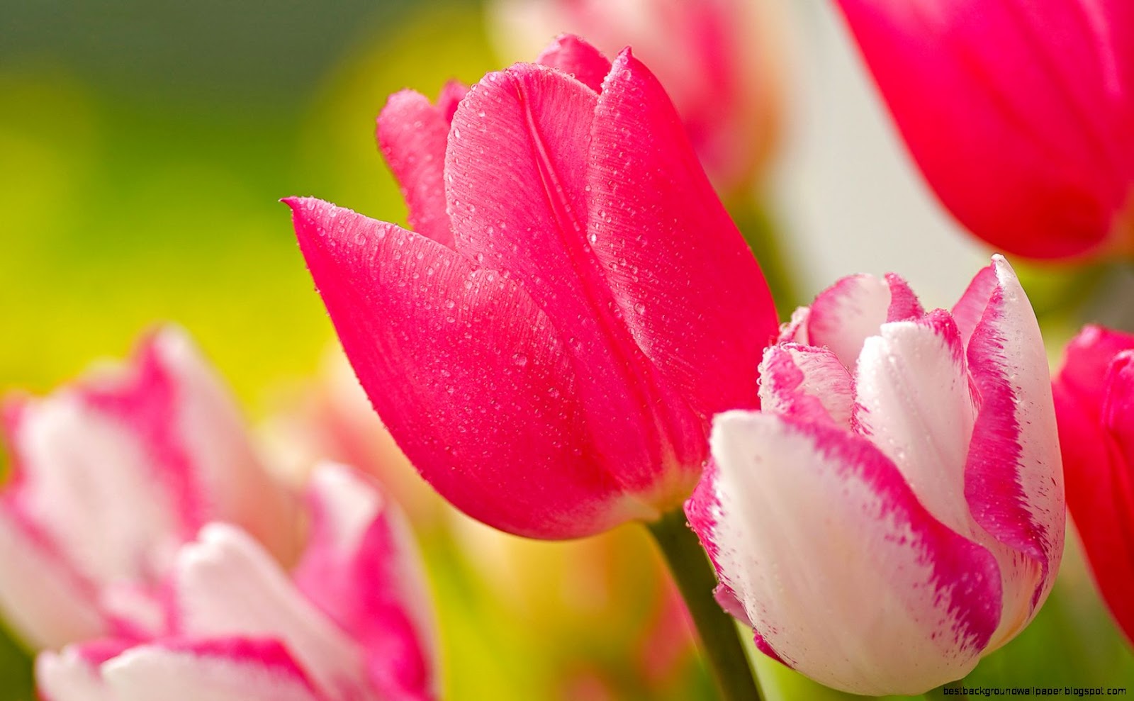 Pink Tulip Flowers Pink Tulip Flowers