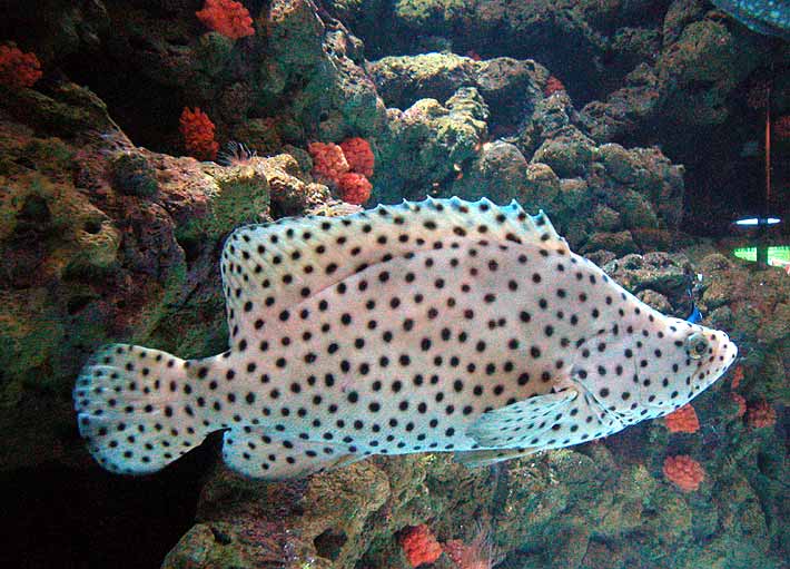 Ikan Kerapu Bebek