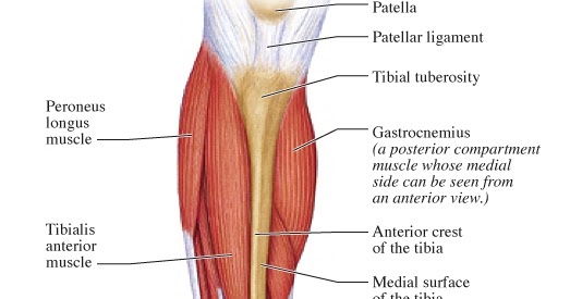 Human Anatomy for the Artist: Anterior Leg, Part 2: It's Lonely at the Top