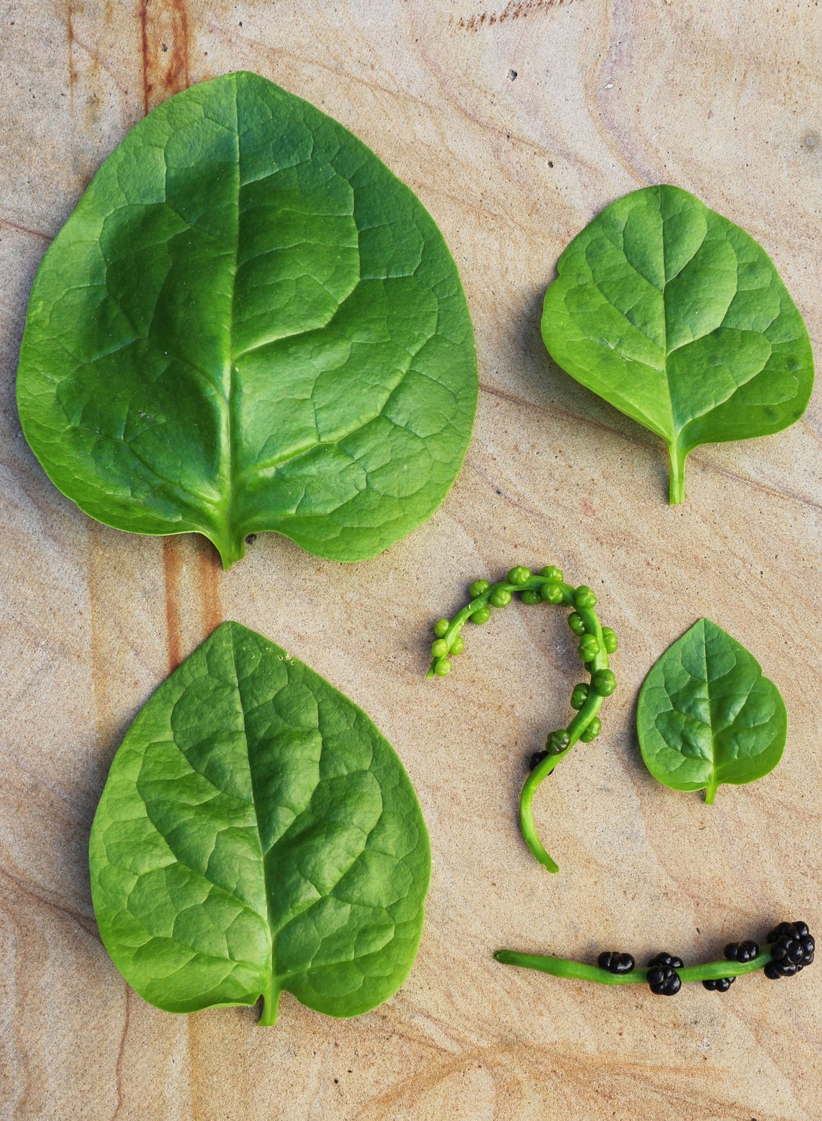 66 Square Feet (Plus) Vining vegetable