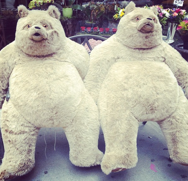 bear.png