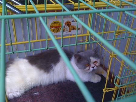 Penjual Kucing Persia Bandung Jual Kucing Persia Bandung