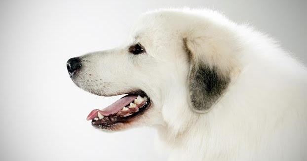 great pyrenees ear cleaning