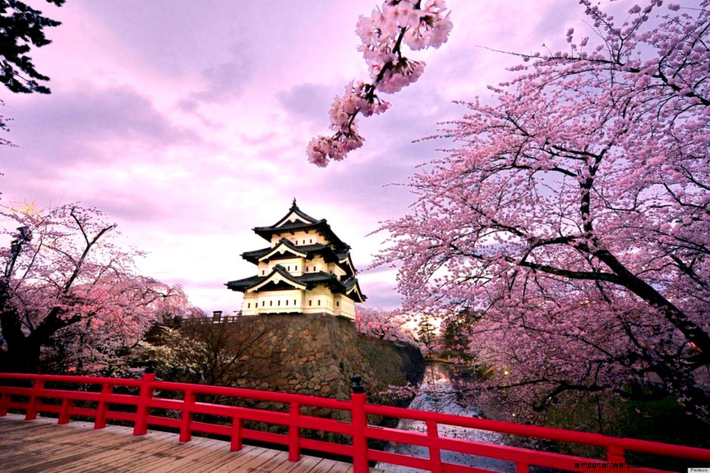 Japanese Cherry Blossom Trees Bursting Into Bloom Make Us Japanese Cherry Blossom Trees Bursting Into Bloom Make Us